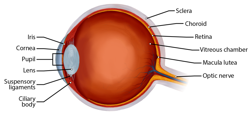 Anatomy of the eye: Eyeball, tunics and layers of the eye, and
