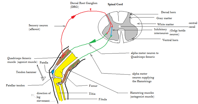 https://upload.wikimedia.org/wikipedia/commons/a/a1/Patellar_tendon_reflex_arc.png