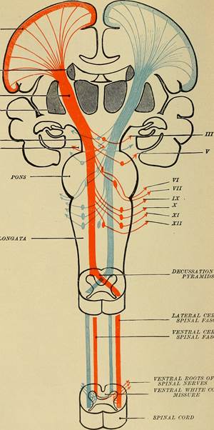 https://upload.wikimedia.org/wikipedia/commons/4/43/Diseases_of_the_nervous_system_-_for_the_general_practitioner_and_student_%281913%29_%2814579816217%29.jpg