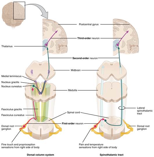 The left panel shows the dorsal column system and its connection to the brain. The right column shows the spinothalamic tract and its connection to the brain.