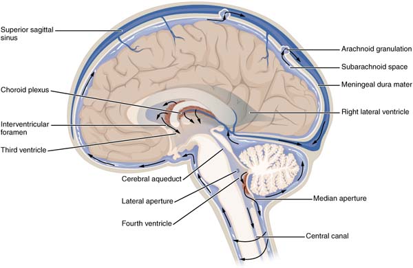 CFS Circulation