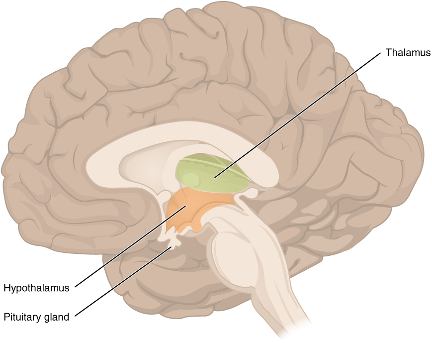 Diencephalon