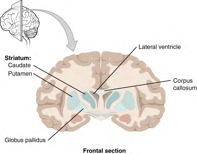 striatum