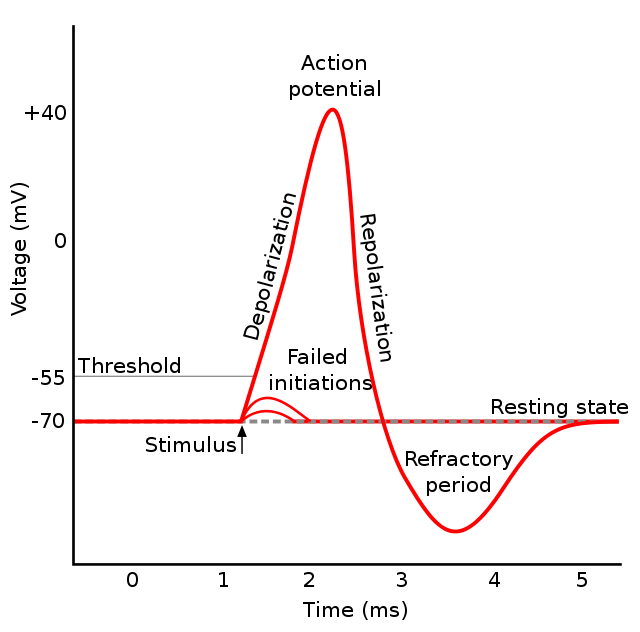 Action Potential Graph
