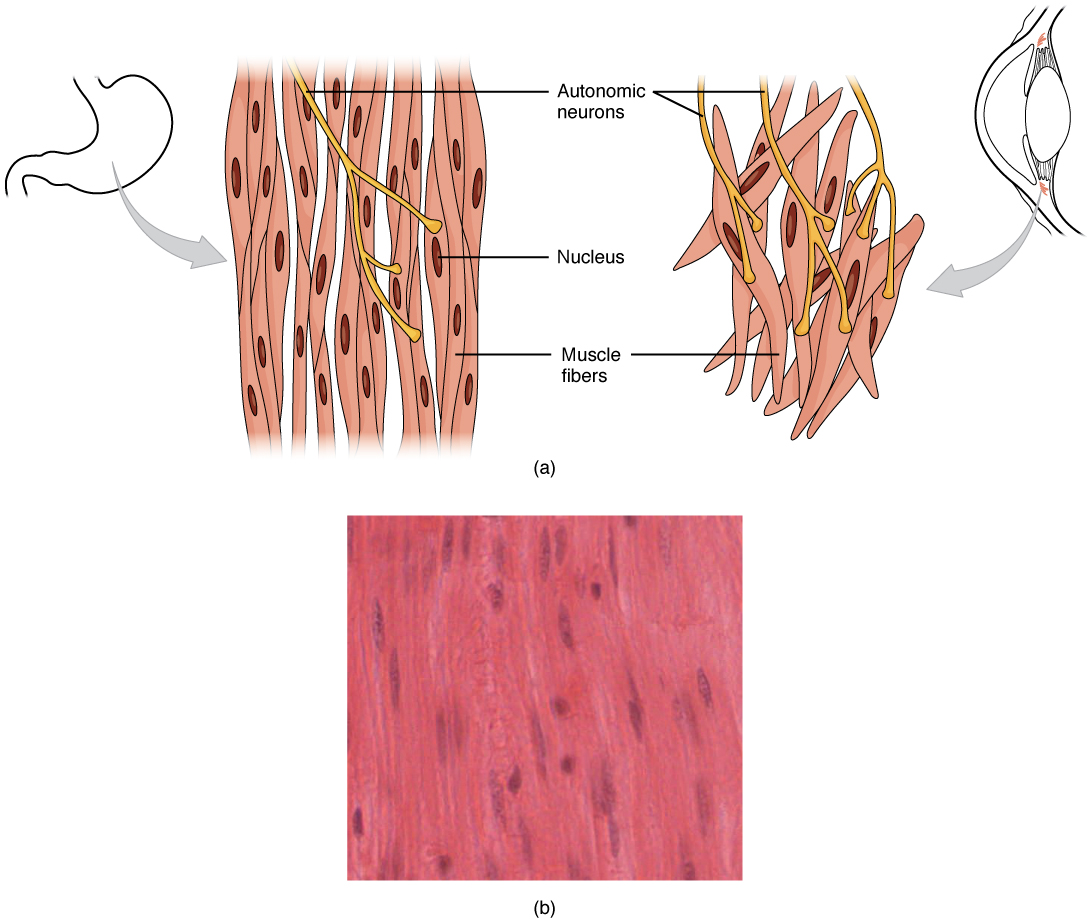 Smooth Muscle
