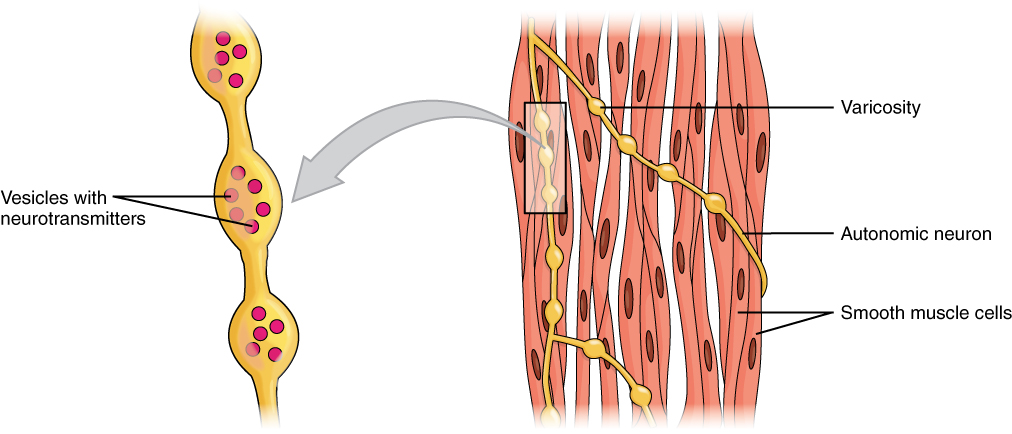 Smooth Muscle Motor Units