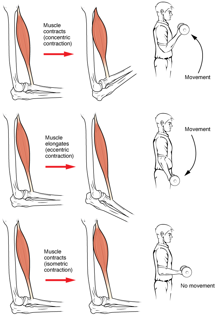 Types of Contraction