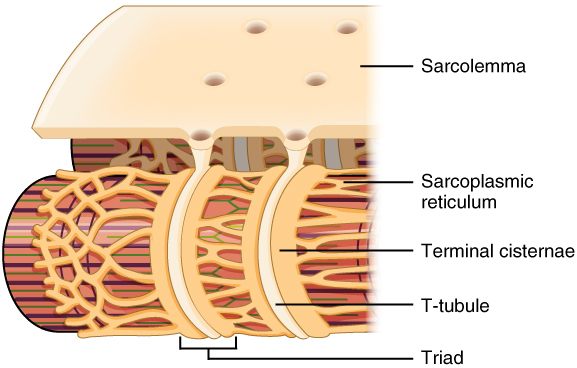 T-tubules