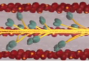 myosin heads