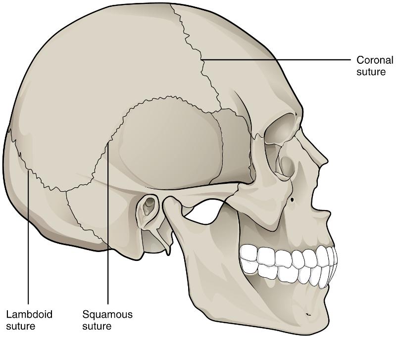 Classification of Joints