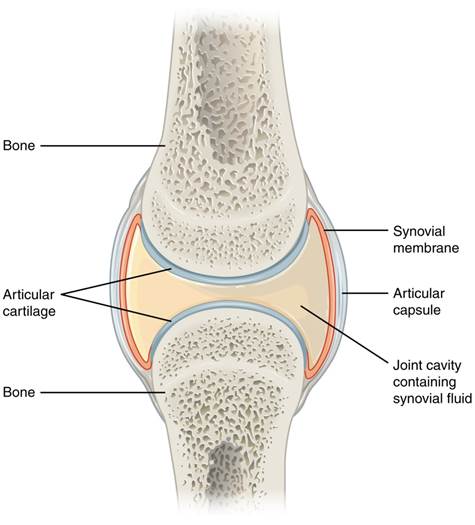 This figure shows a synovial joint. The cavity between two bones contains the synovial fluid which lubricates the two joints.