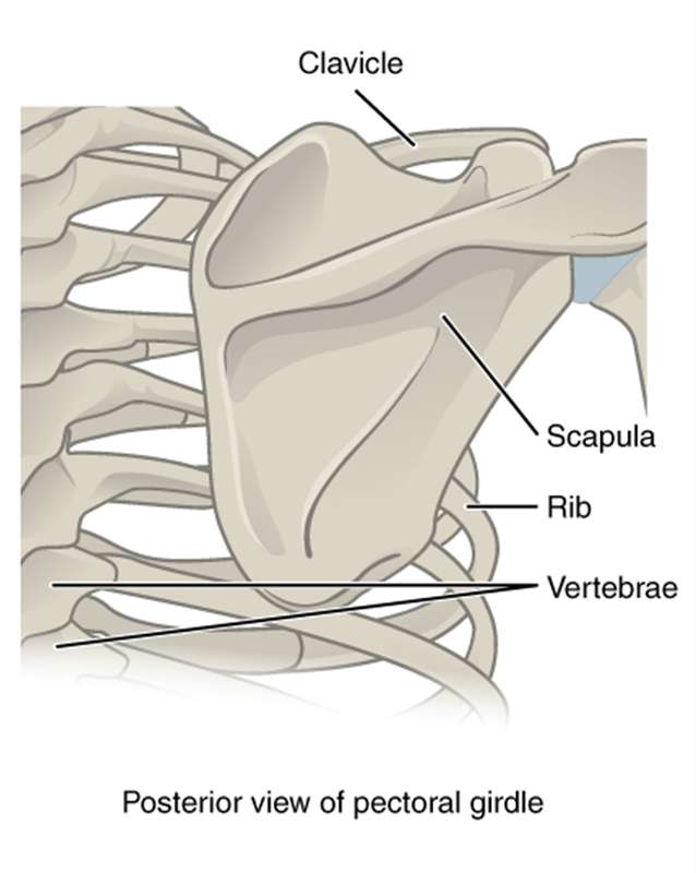 Muscles of the Pectoral Girdle and Upper Limbs