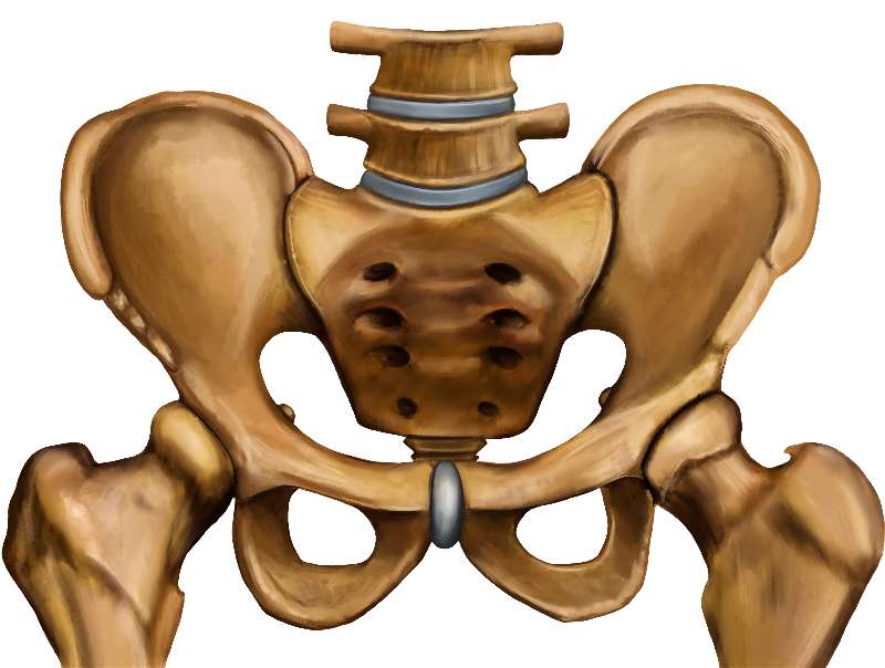 The male and female pelvic outlet  Pelvis anatomy, Anatomy bones
