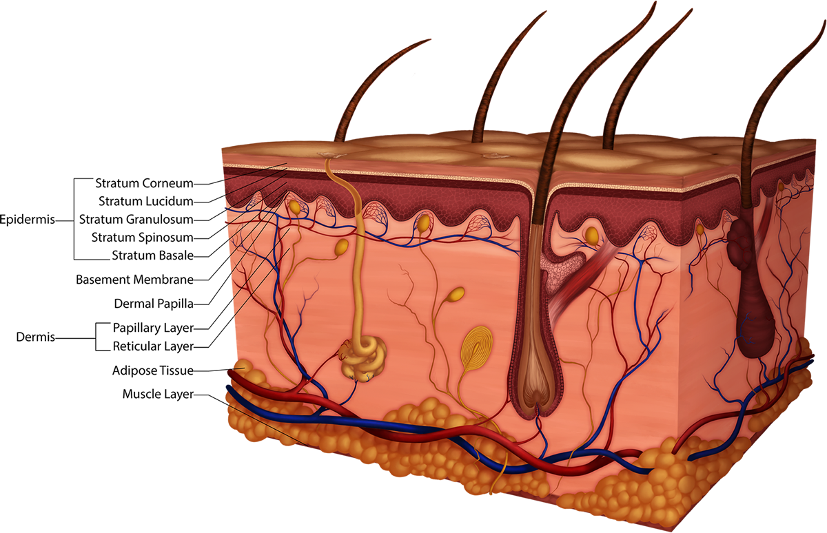 Detailed Skin Layers