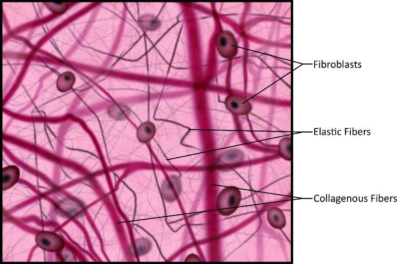 What is Loose Connective Tissue? Where is it Found? How Do We Recognize It?