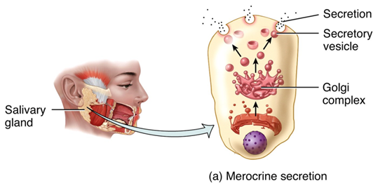 Merocrine secretion