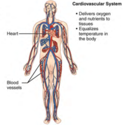 Image of human body listing functions and components of the Cardiovascular System