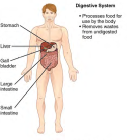 Image of human body listing functions and components of the Digestive System
