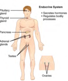 Image of human body listing functions and components of the Endocrine System