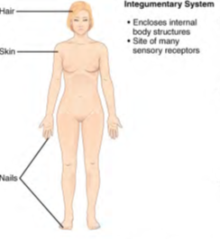 Image of human body listing functions and components of Integumentary System