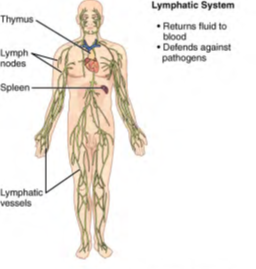 Image of human body listing functions and components of the Lymphatic System
