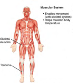 Image of human body listing functions and components of the Muscular System