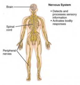 Image of human body listing functions and components of the Nervous System