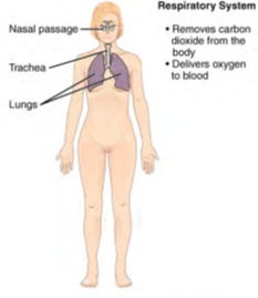 Image of human body listing functions and components of the Respiratory System