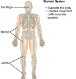 Image of human body listing functions and components of the Skeletal System