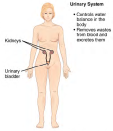 Image of human body listing functions and components of the Urinary System